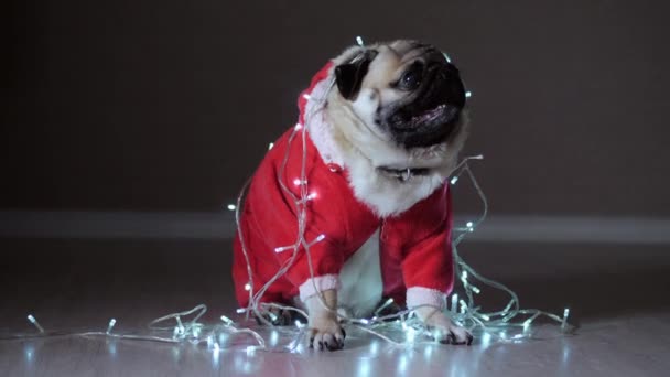 Vicces mopsz kutya Újévi jelmezben és koszorúban. — Stock videók