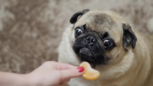 Egy vicces és meglepett mopsz kutya kiszimatol egy szelet mandarint, és örömmel és örömmel eszi meg.. — Stock videók