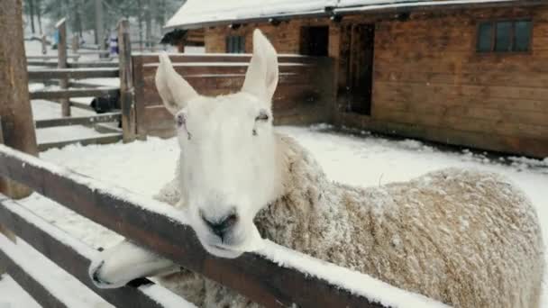Funny sheep beg for food, livestock farm in winter under snowfall. — Vídeo de Stock