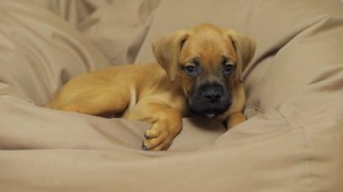 Alman boksör köpeği koltukta uyur, yorgun köpek.