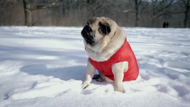 Na uroczym psie mopsa ubranego w kurtkę rzucać śniegiem, spacerując w śnieżnym parku. — Wideo stockowe