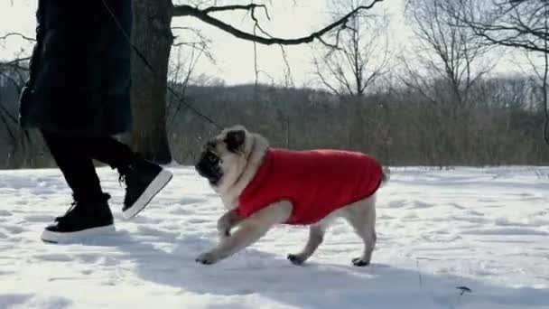 Woman jogging with a pug dog in a red jacket on a leash, run in the winter sun forest — Stockvideo