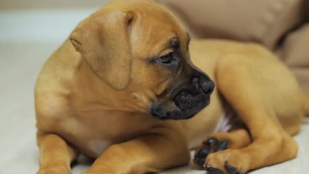 Un mes de edad cachorro boxeador alemán se duerme en el suelo, perro cansado — Vídeos de Stock