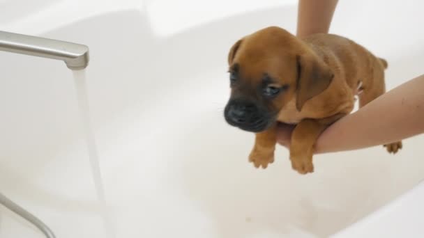 Korkmuş bir Alman boksör yavrusu ilk kez banyo yapıyor, kadın köpeği yıkıyor. — Stok video