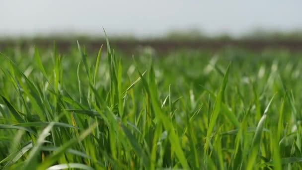 Young winter wheat field in the field, close-up. — Video Stock