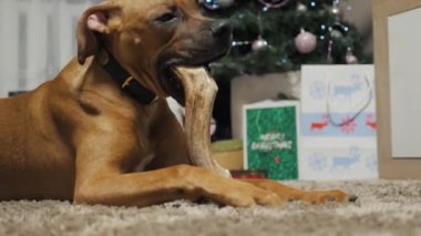 Komik, genç boksör köpeği geyik boynuzlarıyla oynuyor, çiğniyor, köpekler için lezzetli bir hediye.