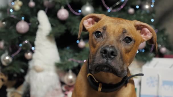 An interested german boxer puppy looks at the camera against the background of a Christmas tree with gifts — Vídeo de Stock