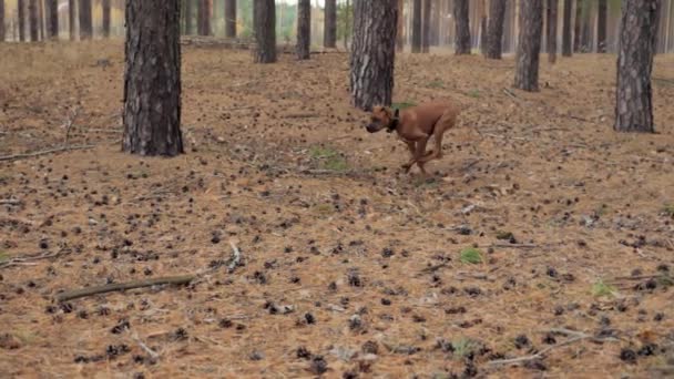 Cheerful young boxer dog runs to a woman in slow motion in a pine forest — 图库视频影像