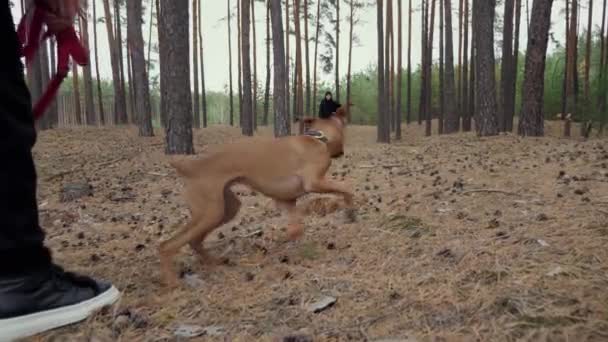 アクティブ若いボクサー犬高速松の森の中の女の子に実行され、所有者との散歩 — ストック動画