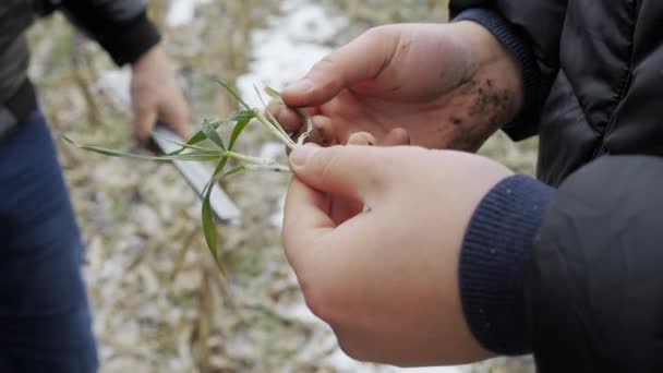 Farmer examines winter wheat plants. Sprouts in the agronomist hands of an agronomist. Checking young harvest in a snowy field. — 비디오