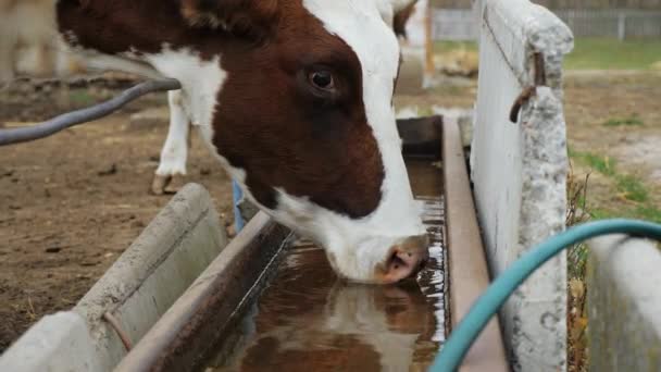 Cow drinking water from a trough at an animal farm — Stock Video