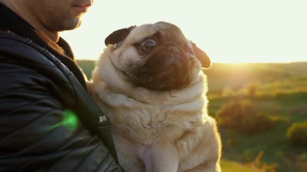 Close-up portrait man hold on hand tired pug dog, hugs and kiss on sunset — Stok video