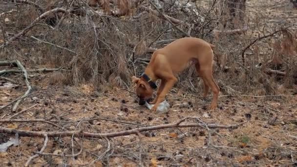 好奇心旺盛な若いボクサー犬が休憩し、松林のプラスチックボトルを噛む、汚染 — ストック動画