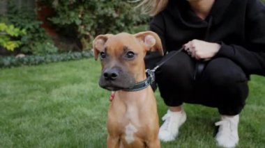 Sevimli küçük Alman boksör köpek havlıyor, köpek öfkeli, ağır çekimde