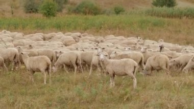 Otlakta otlayan koyun sürüsü, çiftçilik ve çiftlik hayvanı yetiştirme..