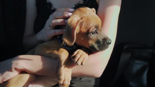 若い女性の所有者の腕の中で車の中でドイツのボクサー子犬に乗る — ストック動画
