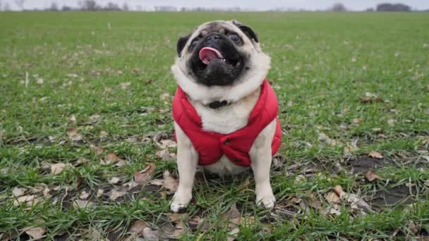 Pug hond zittend in groen tarweveld gekleed rood vest als boer — Stockvideo