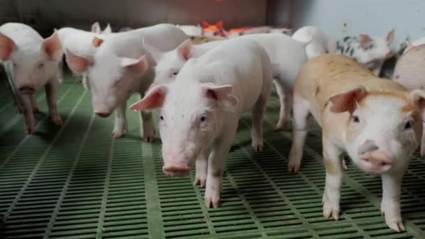 Молоді маленькі свині на фермі в свинячому погляді в камеру і нюху . — стокове відео