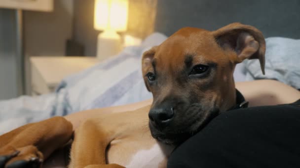 Lindo cachorro boxeador alemán se duerme en los brazos de su propietaria femenina en el dormitorio — Vídeos de Stock