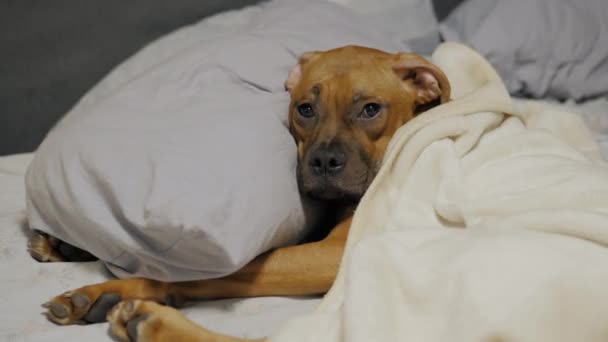懒洋洋的可爱小狗在毯子下的床上睡着了，德国拳击手躺在枕头上休息 — 图库视频影像