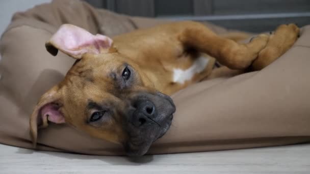 Joven divertido perro boxeador alemán se queda dormido y descansar en la bolsa de la silla, perro cansado — Vídeos de Stock