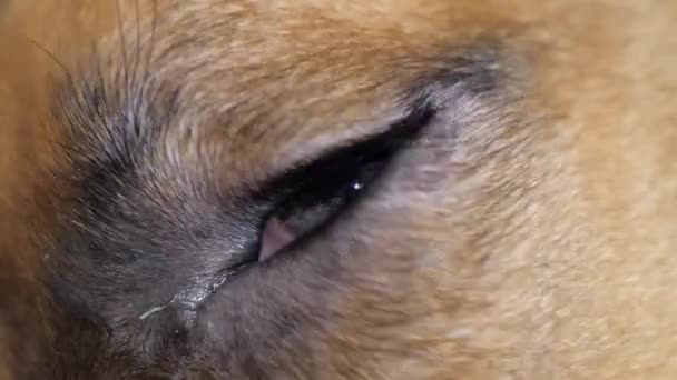 Primo piano, macro scatto di bellissimo occhio di un simpatico cane pugile. Iride oculare contratta — Video Stock