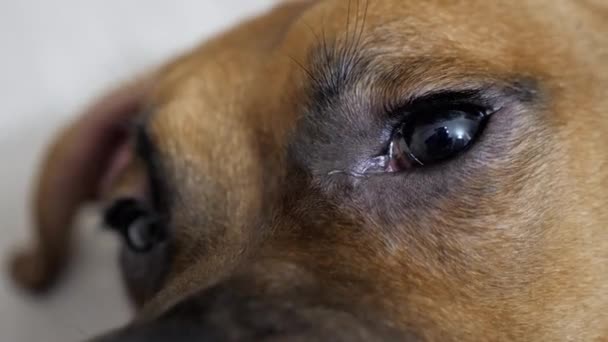 Zbliżenie, makro ujęcie pięknych oczu uroczego psa bokserskiego. tęczówka oka kurczy się — Wideo stockowe