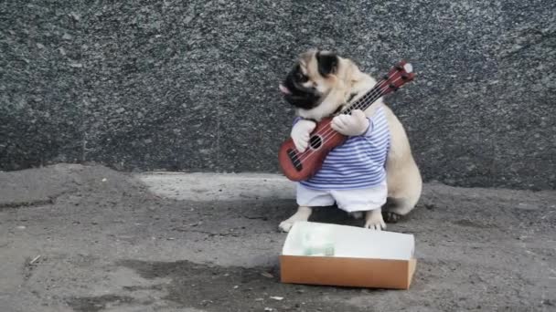 Funny dog pug street musician, playing the guitar — Stock Video