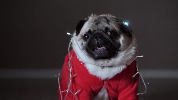 หมาปั๊กตลก แต่งตัวในชุดปีใหม่และการ์แลนด์ — วีดีโอสต็อก