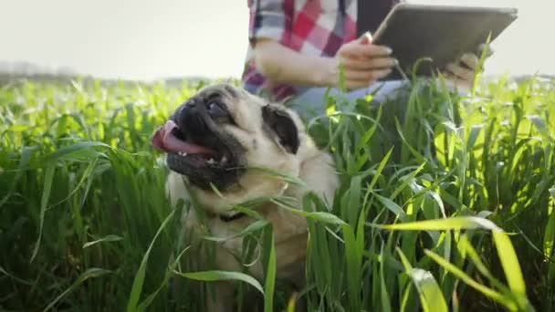 Nadváha pug leží v trávě a těžce dýchá, na pozadí farmář pomocí digitálních tablet na pšeničném poli. — Stock video