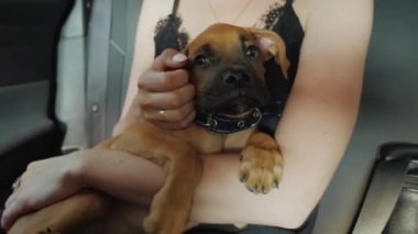 Alman boksör köpek yavrusu arabada, genç bayan sahibinin kollarında.
