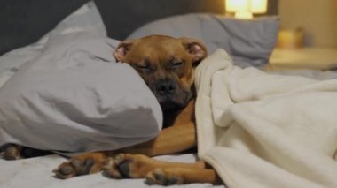 Tembel köpek yavrusu battaniyenin altında uyuyakalır Alman boksör yastığa uzanır ve dinlenir.