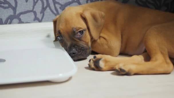 Cansado y divertido cachorro boxeador alemán se duerme, perro cansado — Vídeo de stock