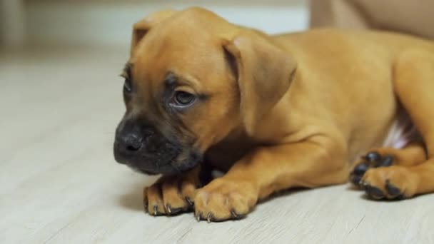 小德国拳击手小狗躺在地板上，抬起头来打呵欠 — 图库视频影像