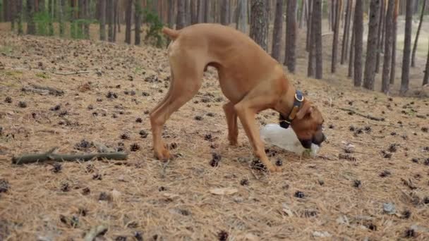 嬉闹的年轻拳击手小狗在松林里玩垃圾塑料瓶 污染和动物 — 图库视频影像