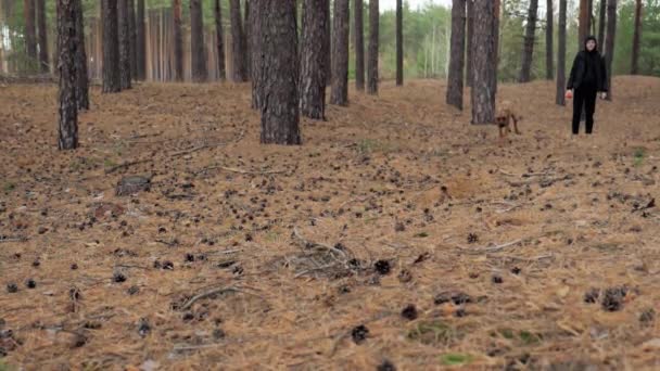 快乐的年轻拳击手狗在松林里慢吞吞地跑着 和主人一起活动 — 图库视频影像