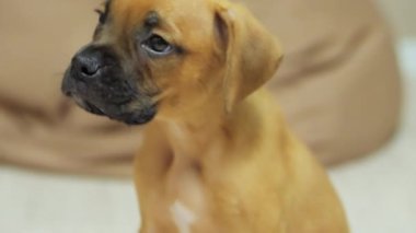 Küçük Alman boksör yavrusunun yakın plan portresi, köpek başını çevirir ve etrafına bakar.