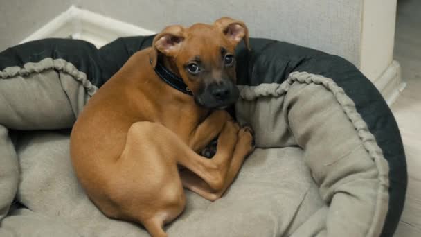 Cute Little German Boxer Puppy Lies Dog Bed Turns His — Stock