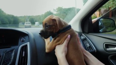 Alman boksör köpek yavrusu arabaya biner ve yola bakar ve pencereden dışarı bakar, köpek ve kadın seyahat eder.