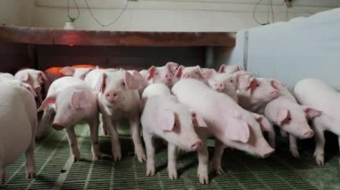Çiftlikteki domuz ağılındaki küçük domuzlar kameraya bakar. Büyüyen domuz eti