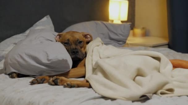 怠惰なかわいい子犬は毛布の下でベッドの上で眠りに落ち ドイツのボクサーは枕に横たわって夜に休んでいます — ストック動画