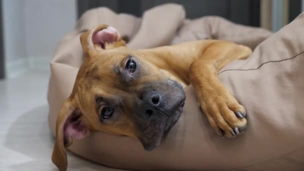Junger Lustiger Deutscher Boxerhund Schläft Ein Und Ruht Sich Auf — Stockvideo