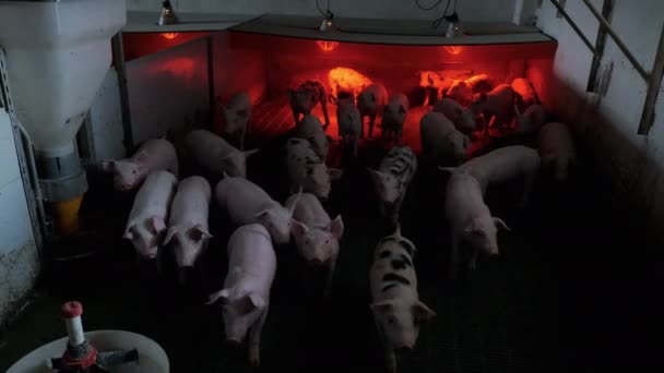 Sekelompok Babi Kecil Sebuah Peternakan Kandang Babi Berdiri Bawah Lampu — Stok Video