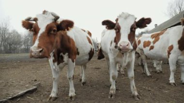 Kahverengi benekli iki komik beyaz inek yakın plandaki bir çiftlikte kameraya bakıyor.