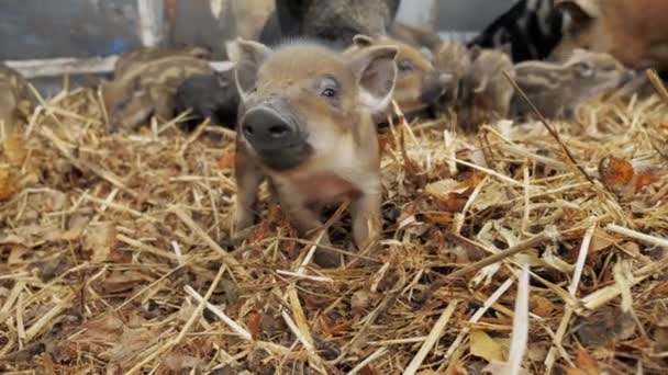 Bonito Pequeno Leitão Engraçado Cheirando Câmera Porco Fazenda Carne Orgânica — Vídeo de Stock