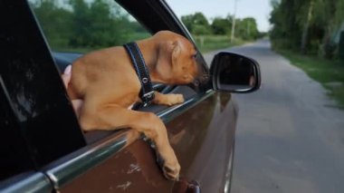 Alman boksör köpek yavrusu arabaya biner ve pencereden dışarı bakar, köpek gezintisi, arka plan