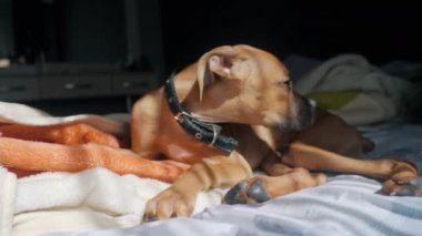 Yatakta battaniyeyle dinlenen sevimli, tembel köpek yavrusu. Pencereden güneş parlıyor, köpek kameraya bakıyor.
