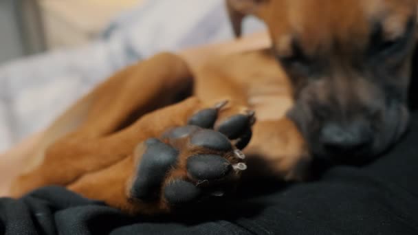 可爱疲惫的德国拳击手小狗在她的女主人怀里睡着了 狗的爪子集中在焦点上 — 图库视频影像