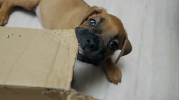 Duitse Bokser Pup Knaagt Aan Een Doos Hond Slecht Gedrag — Stockvideo