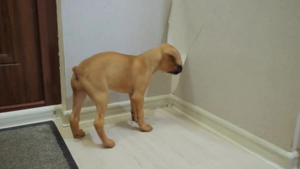 いたずらボクサー子犬は 壁紙や涙の一部を破った 犬悪い行動に家 — ストック動画